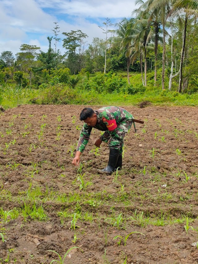 Program Ketahanan Pangan Babinsa Koramil 1802-06/Klamono Lakukan Tahap Perawatan 