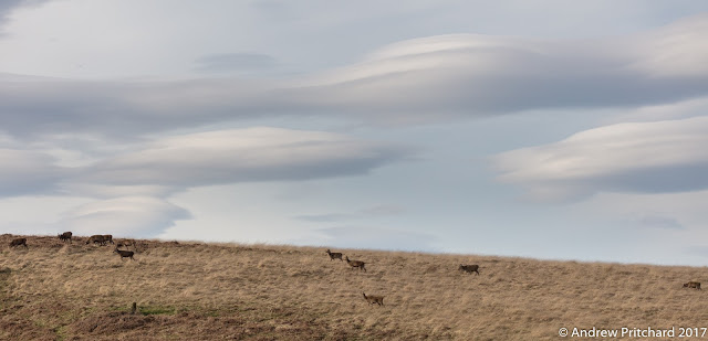 Multiple lenticular clouds above the deer, formed by winds blowing from the mountains to the north west.