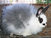 With due care and good living conditions, the French Angora will be a .