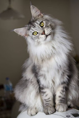 Gambar Kucing Maine Coon yang Cantik dan Lucu