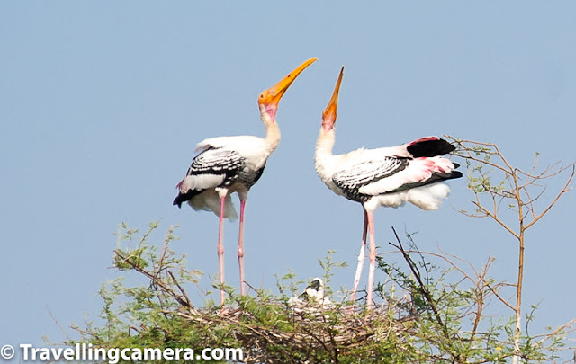   In my previous post of this series, started talking about some of the good birding spots in and around Delhi. We have already spoken about Okhla Bird Sanctuary, Surajpur Bird Sanctuary, and Sultanpur Bird Sanctuary. This time we will head inside the city as well as explore some spots that are a few hours removed from Delhi, but still can be covered in a day or over a weekend.       Keoladeo National Park (Bharatpur Bird Sanctuary) Bharatpur bird Sanctuary definitely is one of the best places to go birding near Delhi. To make your trip most effectice, plan for at least two days, else it would get too tiring. You would also see birds in your hotel or resort so make sure you set time aside to just relax and soak it all in.       Let's first see some distance approximations from nearby cities:     Delhi and Bharatpur – 190 km (National Capital of India)  Agra and Bharatpur – 50+ km (the place where taj Mahal is)  Mathura and Bharatpur – 30+ km (An important place for Hindus. There are lot fo temples in this town)  Jaipur and Bharatpur – 170+ km (Jaipur is capital city of Rajasthan state of India)      Luxury trains like Palace of Wheels also cover Bharatpur National Park and if you opt for such option, there is no need to read this post any further because they take care of everything. Nearby airports around Bharatpur are Delhi and Jaipur and there is a railway station in Bharatpur.       Broadly we can divide whole year into 3 seasons of North India - Winters (Oct-Mar), Summers (April-June), Monsoons (July-Sept).       Monsoon is worst season to visit Bharatpur National Park because of high bushes all around and if it's raining, birds would be under their identified shelters. So bird sightings are far less in rainy season.      Summer is a good time but you only find resident birds around and walking in summers of Rajasthan is a pretty big challenge but that can be easily resolved by hiring a cycle or cycle-rickshaw.      Winter becomes the best because of various reasons - migratory birds visit the park so you see more than the resident birds of Bharatpur. Even though, resident birds in themselves are a treat to watch. Also walking around in winters is much better than any other season in Bharatpur. Apart from that winter light is just perfect for photography, especially Nov-feb months are pretty good.       Keoladeo National park has Indian Darter, Indian Sarus crane, heron, cormorants, storks, migrant ducks, common teal, gadwall, shoveler, knob-billed duck, Indian shag, white spoonbill, green sandpiper, common sandpiper, oriental ibis, babblers, bee-eaters, buntings, guails, warblers, osprey, short-toed eagle, greater spotted eagle, crested serpent eagle, sea eagle and lot more. On the whole there are 300+ which are hard to list. Also, Parrots of Bharatpur are very friendly and pose you very well. We attributed their friendliness to the fact that no one was really paying much attention to them.        Apart from birds one can also see Nilgai, chital deer, white sambar, Indian porcupine, small Indian mongoose, jungle cat, fishing ca etc. You certainly see cows inside the park. And we have also heard that Hyenas and Jackals can be seen inside the park, but we did not see these during our trip.       It is not rare to see snakes, turtles, lizards, frogs and other species near the water bodies of Bharatpur National Park, and especially in monsoons, which is probably worst season to visit Bharatpur. During summer, you will also see several species of butterflies.      Lodhi Gardens While the boards at Lodhi Garden list a handful of bird species, I am sure there are more than those around. For example, I find it hard to believe that the omnipresent Brown-headed Barbets and Coppersmith Barbets haven't discovered this green haven yet. And I am pretty sure there are more than two species of starlings here - the board only mentions Common Mynah and Brahminy Starling.    The best thing about Lodhi Gardens is that it is bang in the middle of the city and yet once you are inside, you feel as if you are removed from the myriad city noises - traffic, industry etc. This is where you can find people doing what they like to do - in the morning there are various exercise groups, photographers, people who are playing Frisbee with there families. It is an improbable place in many regards. And then you are surrounded by tall, domed, medieval monuments and several decades-old trees.     So it isn't surprising that you also hear several bird sounds and then you spot them too. Just writing about this makes me want to go back to Lodhi Gardens, which I can't because of the lockdown.     The tamed geese in Lodhi Gardens are friendly enough when they feel like it, however, if they take a disliking to you, you will find them pecking on your feet to drive you away. Ducks are a little anti-social and prefer to hang out away from the human population.    Cormorants, Egrets, Parakeets, and Bee-eaters are a common sight and Koels and Papeehas are a common sound. If you are lucky you will also spot the Indian Grey Hornbill and one of the two city barbets. Apart from that you will also find butterflies and squirrels and various types of fish too.     Lodhi Garden is a nice place to visit if you want to photograph city birds. The best time to visit is the evenings and early mornings in summer and pretty much the entire day in winter.     Other spots that we are yet to check out  There are several other spots in Delhi that we have been planning to visit but haven't been able to get there yet. These are Yamuna Biodiversity Park, Sundar Nursery, and Sanjay Van. Of these I am sure that Yamuna Biodiversity Park would host several migratory birds during winter, and Sundar Nursery and Sanjay Van would be good places to spot smaller songbirds.     Actually, we are desperate for this lockdown to get over so that we can head out with our camera. While we are hearing birdsongs near our home now, but its been a while since we really saw any new birds. Anyway, as soon as we are past the Covid-19 pandemic, we'll be back in action and visit these birding havens.  