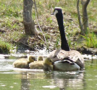 goose and goslings in water