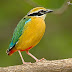 Indian Pitta