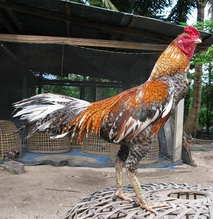  Ayam  Bangkok  Bagus  Paling Sempurna Saat Ini Ayam  Juara