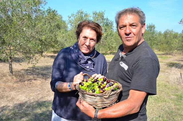 olio lucano_ olio di basilicata_Olive di Basilicata_ tetraktis_Pitagpra_ Metaponto_ Bernalda