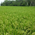 La producción de arroz mantiene viva la economía nacional
