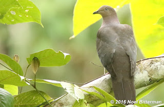 Plumbesou Pigeon