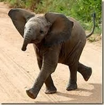 Elefant