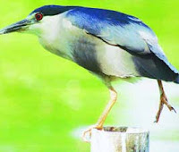 Bird Sanctuaries in India