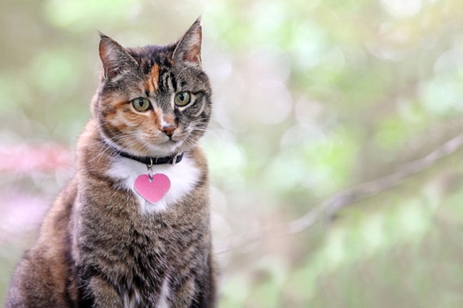 Cat collar with an ID tag