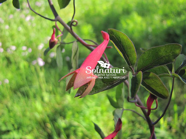 Tropaeolum pentaphyllum  Flor de pitito