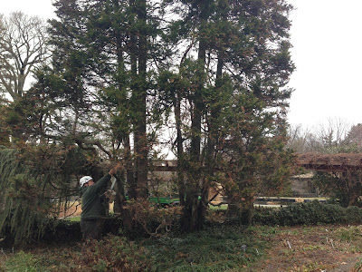Almstead crew removes trees at Wave Hill.