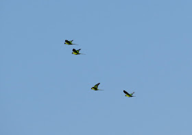 Nanday Parakeets - Tierra Verde, Florida