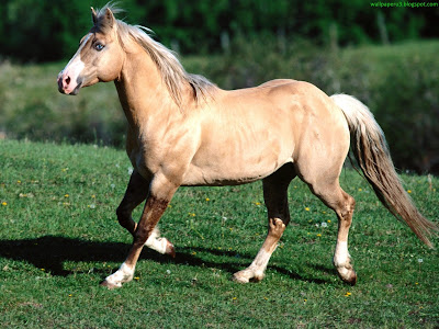 Horse Standard Resolution Wallpaper 38