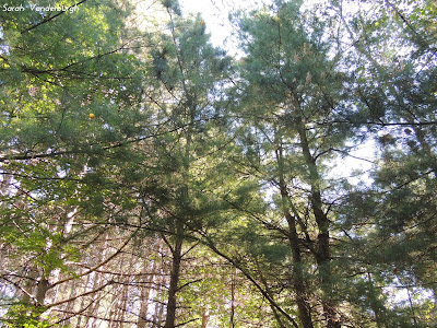 trees in chutes provincial park