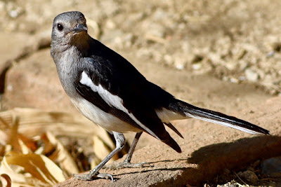 "Oriental Magpie-Robin - Copsychus saularis: Females are greyish black above and greyish white under.are common birds in urban gardens as well as forests."