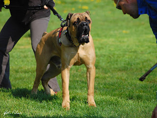 Cane Corso Wallpaper