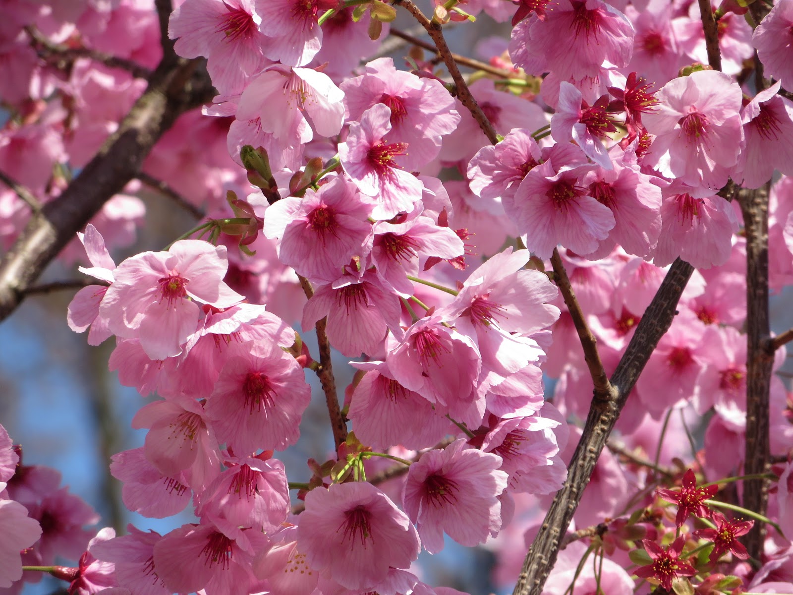 福岡市植物園ブログ 緋色の系統 早咲きの桜たち 18 3 21