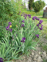 Iris germanica