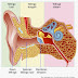Mengenal telinga bagian dalam || Rangkuman Artikel Pendidikan Biologi