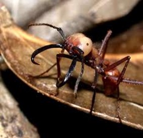 Amazing Pictures of Animals, Photo, Nature, Incredibel, Funny, Zoo, Ecitoninae, New World Army Ants, Alex (11)