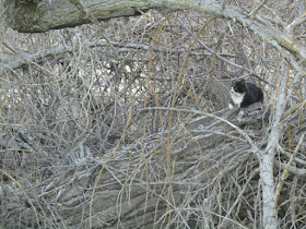 "Larry" Moore Park in Paso Robles: A Photographic Review - Cat in Tree