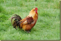 Cockerel