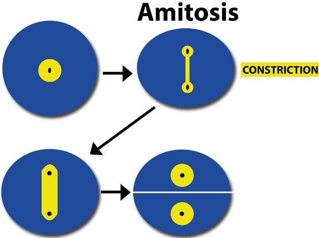 apa yang dimaksud dengan amitosis sebutkan contohnya