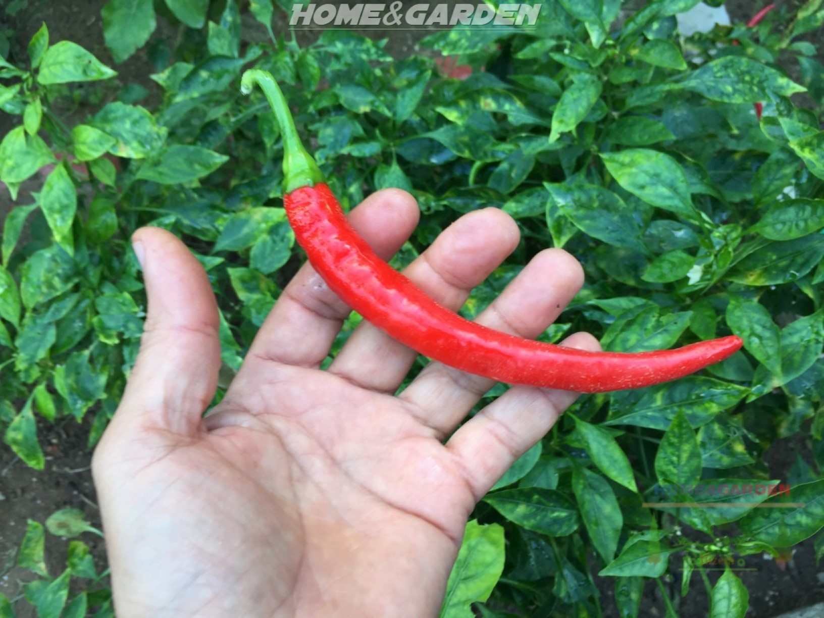 With a good knowledge of the needs of hot pepper plants, you will succeed growing and enjoy harvesting your own.