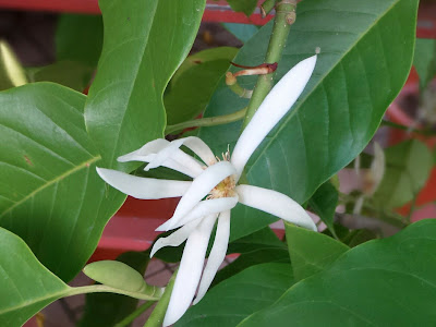 選択した画像 白蘭 花 943682-白蘭花修剪
