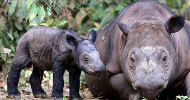  HEWAN  LANGKA DI  INDONESIA DAN HAMPIR PUNAH  BADAK JAWA  