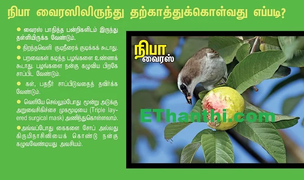 நிபா வைரஸ் அறிந்து கொள்ள வேண்டிய  தகவல்கள் !