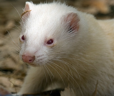 The ferret is a domestic mammal