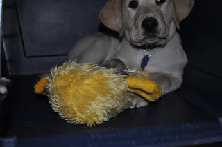 This one was taken right before the previous one, he had put his head up so the camera cut off his forehead but he still has a cute expression on his face. His head is pretty wrinkly, he has some skin to grow into.