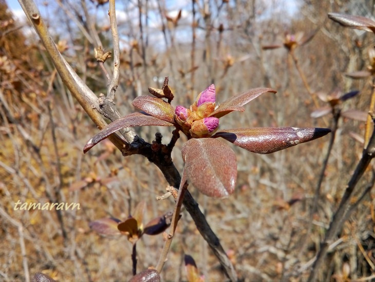 Рододендрон остроконечный (Rhododendron mucronulatum)