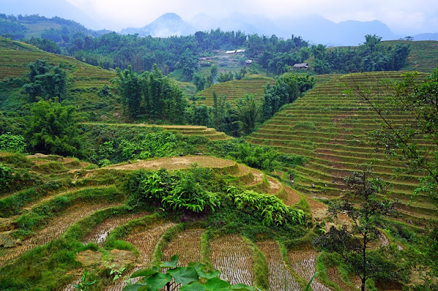 Simple Life Of Ethnic Minorities In Sapa During The Rice Growing Season