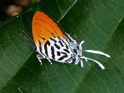 Common posy, Drupudia ravindra moorei