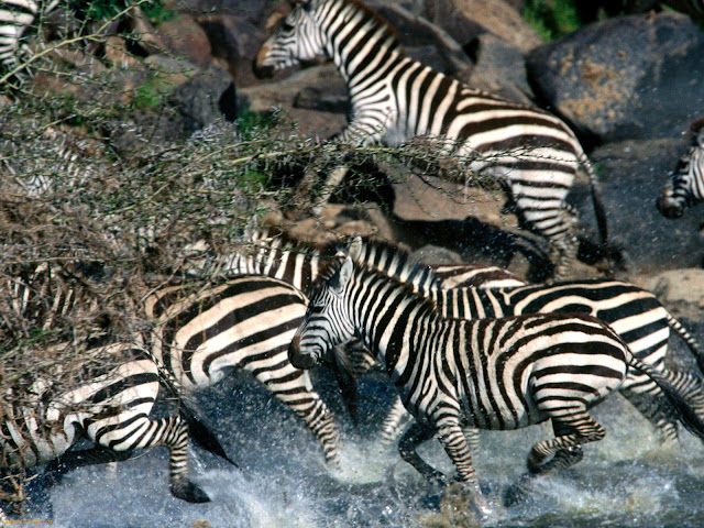 zebra Photo