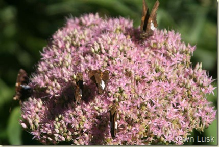 Silver-spotted Skipper1