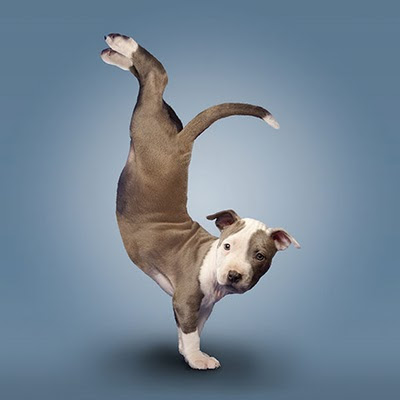 pics of puppies and kittens together. Puppies amp; Kittens Strike Yoga