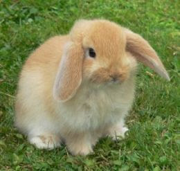 mini holland lop