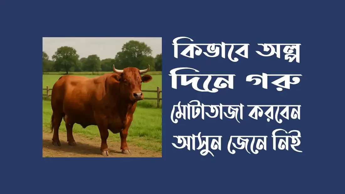 কিভাবে-অল্প-দিনে-গরু-মোটাতাজা-করবেন-আসুন-জেনে-নিই
