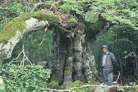 Faggio plurisecolare e grandioso con guardia forestale (V.Capodarca picc.)