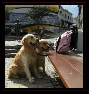 Two Golden Retriever in Monchique, Algarve