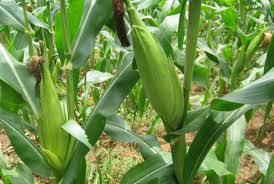cultivate maize 