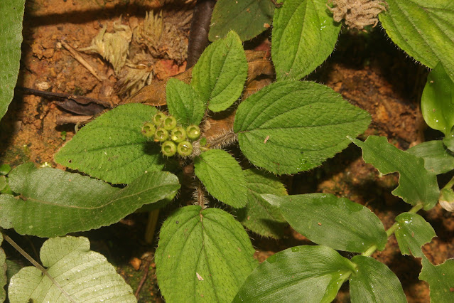 Sonerila maculata