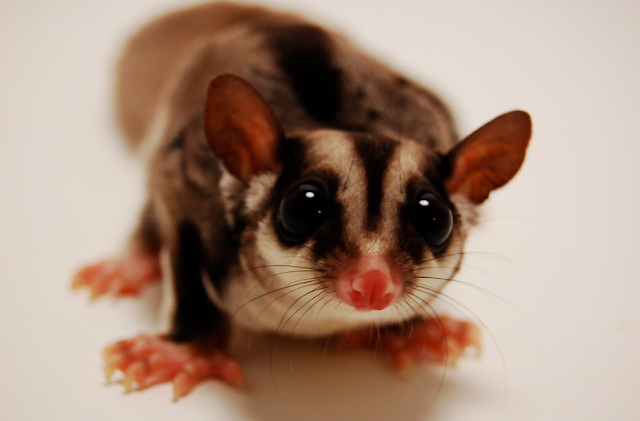 Daftar Harga Sugar  Glider  Hewan  Peliharaan  Lucu Harga Hewan 