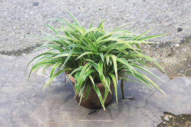 Spider plant