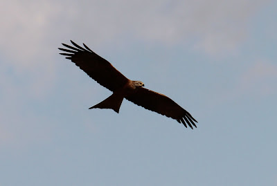 Swarte Glee - Zwarte Wouw - Milvus migrans