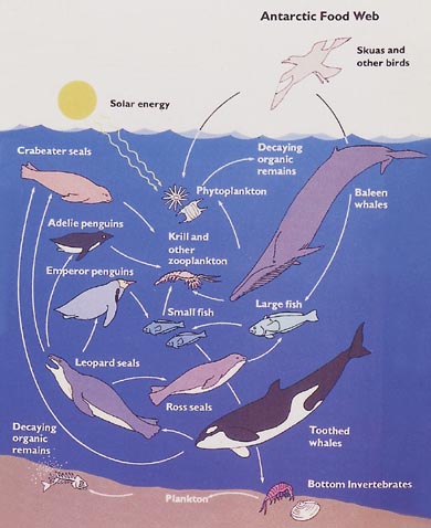 Ocean Food Chain Diagram. +penguin+food+chain